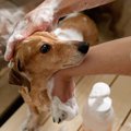 皮膚病の犬にやりた…