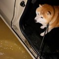 豪雨の日、晴れ間に…