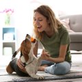 犬が『遊び』に興味…