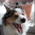 犬が『あくび』して…