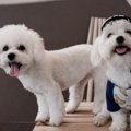 シングルコートの犬…