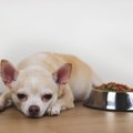 犬が急に『少食にな…