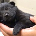 手のひらサイズの赤…