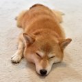 犬が『飽きている』…