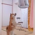 犬のベッドを洗った…