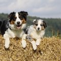 牧羊犬はどうやって…