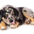 犬が前足を舐め続け…