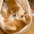 激しい喧嘩をする２…