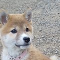 【Twitterで流行中】…
