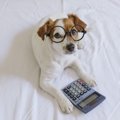 愛犬は人でいう何歳…