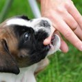犬の止めさせたほう…