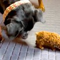 『子犬は絶対に踏ん…
