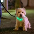 犬と夜に散歩すると…