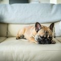 犬はなぜジャンプす…