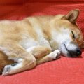 犬にも季節性うつ病…