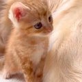 4匹の子猫のお世話を…