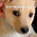 『だれですか…？』可…