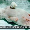 母犬から子犬を救出…