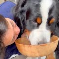 大型犬が『ご飯を食…