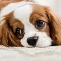 犬が悲しい表情をす…