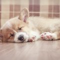 犬が歩くとフローリ…