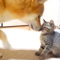 柴犬が『子猫のこと…