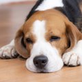 犬の『下痢』でわか…