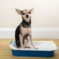 犬が『トイレの上に…