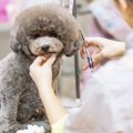 絶対にトリミングを…