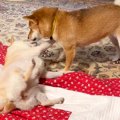 2匹の柴犬がじゃれあ…