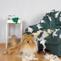 飼い主の愛情不足に…