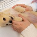 子犬と遊んでいたら……