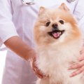 愛犬に効果的なツボ…