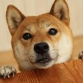 日本犬は認知症にな…