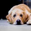 犬の気分が落ち込ん…