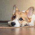 ないがしろにされ子…