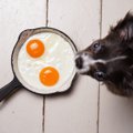 犬に食べさせる時に…
