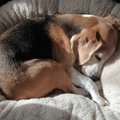 愛犬のためのスペー…