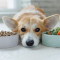 犬の寿命が縮む『ご…