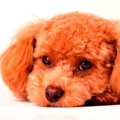 犬の生理にはこんな…