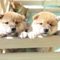 わんちゃんの甘噛み…