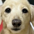 犬のトリミングに行…