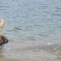 自然界が犬に悪い影…