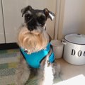 私がみつけた『愛犬…