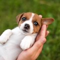 なぜ人は犬をいつま…