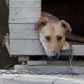 犬の外飼いが『絶対N…