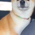 車で帰省し、犬を連…