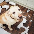 犬がストレスを感じ…