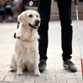 聴導犬が聴覚障害者…