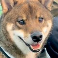 ゴキゲンで散歩して…